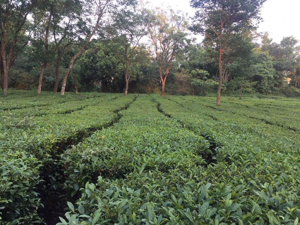 Tea field at the Tea Gardens of Palampur in Himachal Pradesh, India. Photo by: Sonia Chauhan.